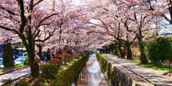 Cherry Blossom Viewing