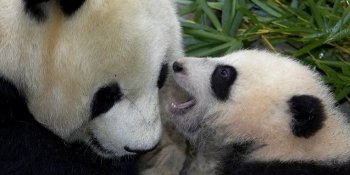 サンディエゴ動物園 / San Diego Zoo