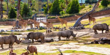 샌디에이고 동물원 사파리 파크 / San Diego Zoo Safari Park