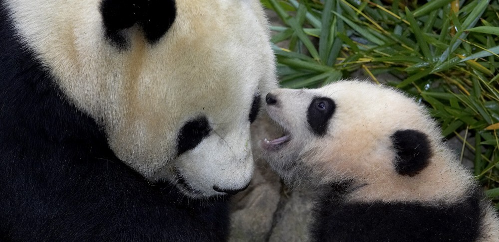 San Diego Zoo pandas