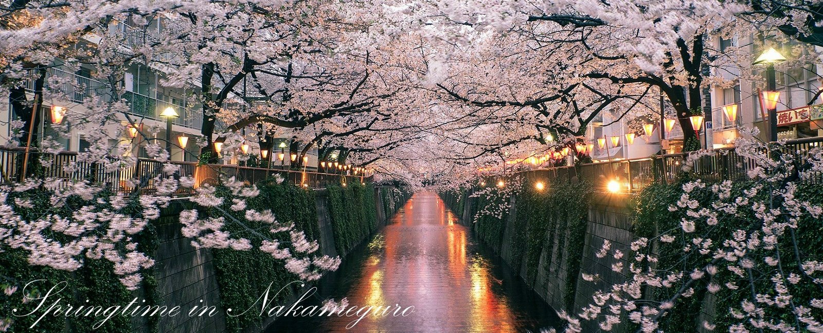 Nakameguro Cherry Blossom Viewing