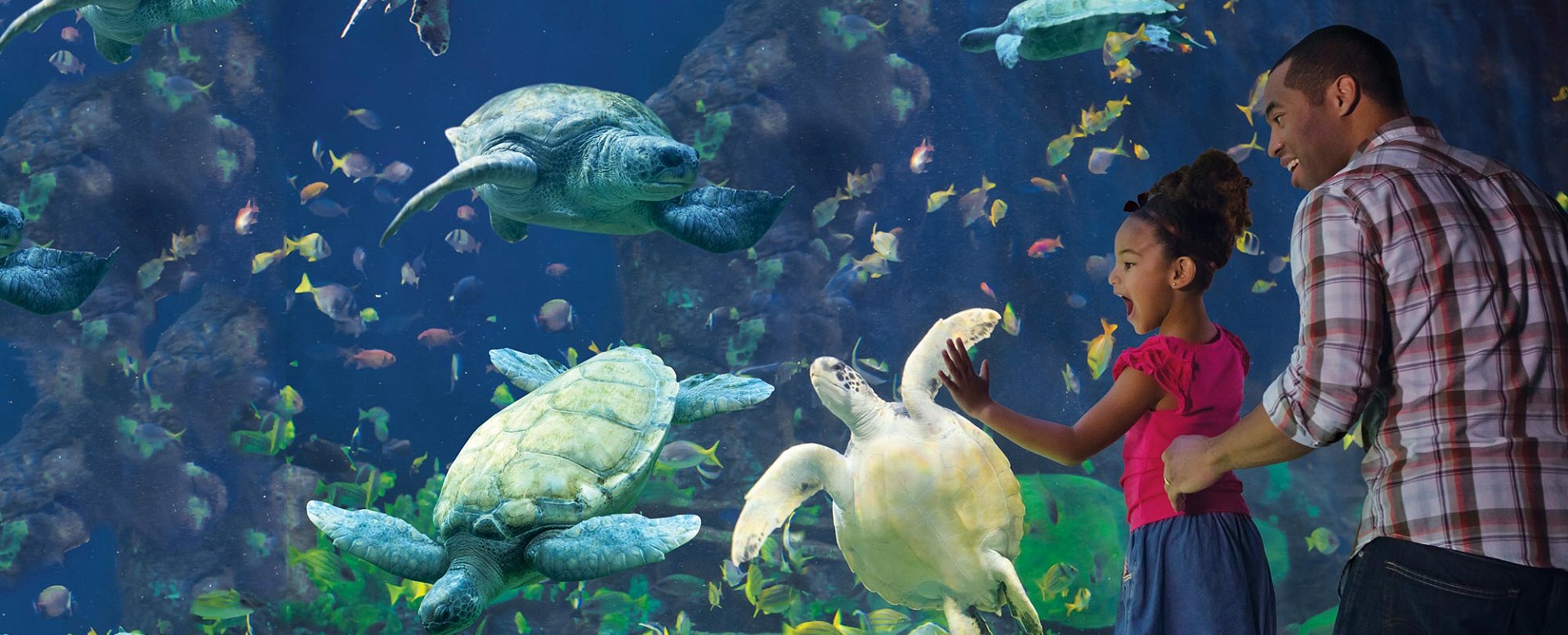 SeaWorld San Diego Turtle Lagoon